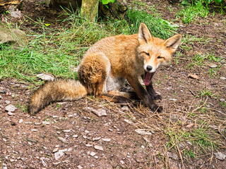 Fox in close-up with view to the viewer.
