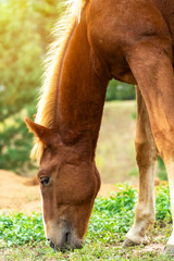 Naklejka na ściany i meble Young chestnut colt eats grass in the field, close-up portrait