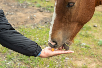 A man feeds a horse with red carrots from an open palm