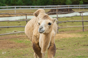 Double-humped camel in corral, close up