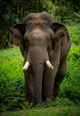 Fototapeta na wymiar Wild elephant walking in the forest 