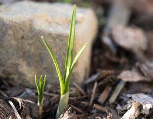 Close up first spring flowers, green leaves of crocus growing up from ground covered by bark at rock garden. Selective focus