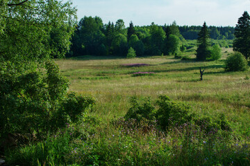 Fototapeta na wymiar meadow and forest