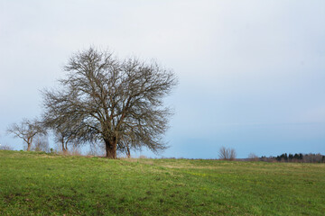 tree in the field