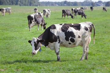 Naklejka na ściany i meble Dutch milk cows grazing in meadow in Krimpenerwaard