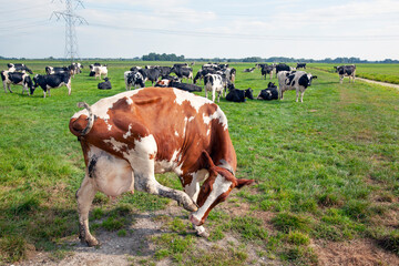Fototapeta na wymiar Dutch milk cow with itch in meadow in Krimpenerwaard