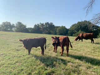 Red angus cattle and calves grazing in a lush green pasture
