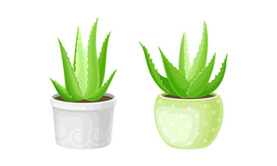 Aloe vera plant in flowerpots set. Organic cosmetic product. Natural medicine plant, cosmetology and pharmacy component vector illustration