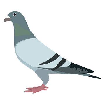 Ringeltaube