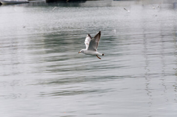 seagulls in ancient harbour in Genoa italy