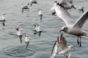 seagulls in ancient harbour in Genoa italy