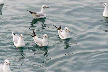seagulls in ancient harbour in Genoa italy