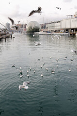 seagulls in ancient harbour in Genoa italy