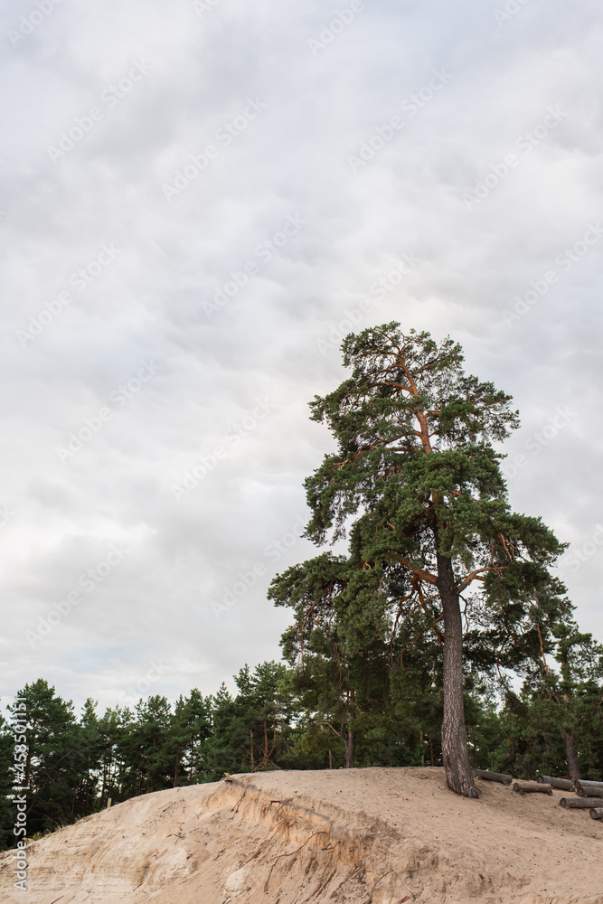 Wall mural tree on hill with cloudy sky at background