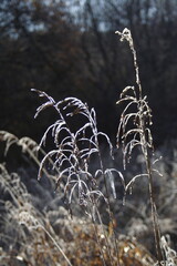 first frosts in the forest, leaves and trees in hoarfrost