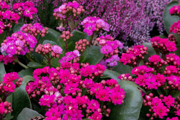 Fototapeta premium Flower arrangement of kalanchoe and heather in the garden