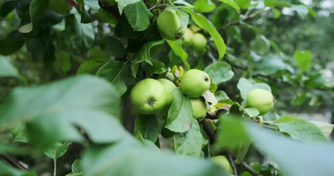 Ripe green apple on trees at garden