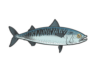 Atlantic mackerel scomber fish color sketch engraving vector illustration. T-shirt apparel print design. Scratch board imitation. Black and white hand drawn image.