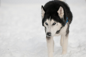 siberian husky dog in the snow