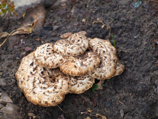 Cerioporus squamosus on the ground