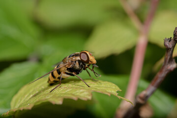 The wonderful world of macro photography 