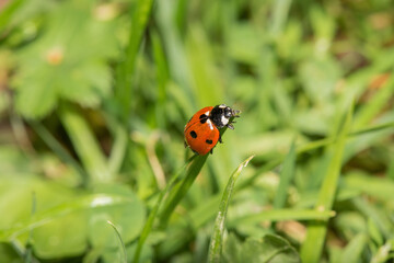 The wonderful world of macro photography 