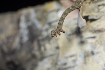 The wonderful world of macro photography 