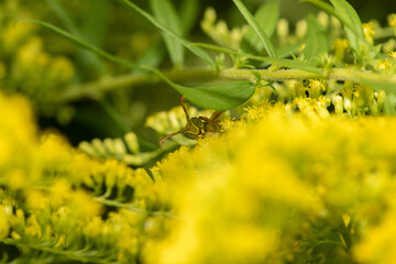 The wonderful world of macro photography 