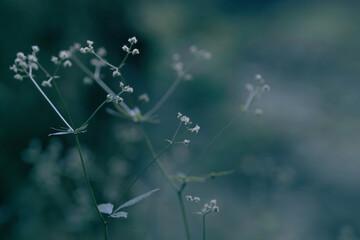 dandelion in the wind
