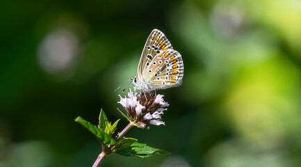 A small butterfly of brown-yellow color sits on a pink flower with thorns. Orange dotted butterfly on purple flower.