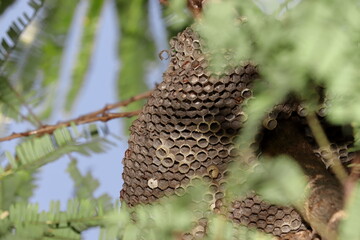 An empty nest of a yellow predatory wasp hanging on a tree branch