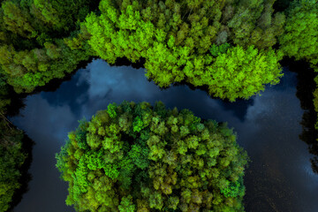 Fototapeta Aerial view of lush rainforest tree canopy surrounded by river water obraz