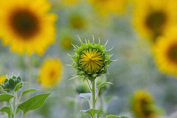 field of sunflowers