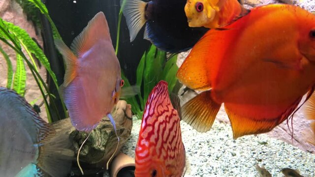 Blick auf Diskusfische, die im bepflanzten Aquarium schwimmen. Tropische Fische. 