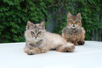 Two homeless cats closeup. - 458504379