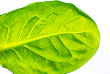 Green leaf close up. Fresh leaves texture background. Natural eco wallpaper. Vegetarian food. Vegetable and vitamins products. Macro photo.