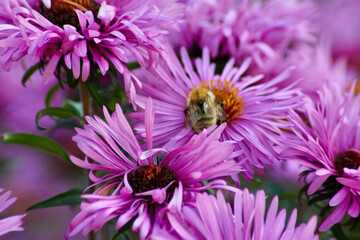 bee on flower
