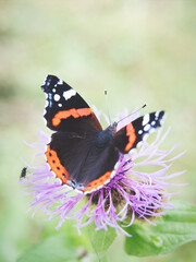 Schmetterling