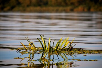 reeds in the lake