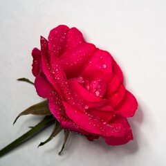 Rose coup&eacute;e sous la ros&eacute;e et la lumi&egrave;re