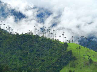 Vallée de la Cocora, Colombie