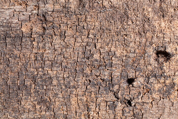 Texture old wood background.