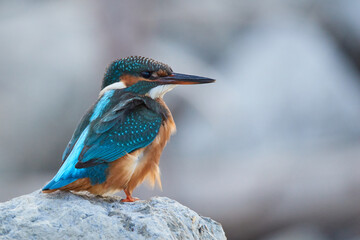 Close up of a kingfisher sitting on a stone