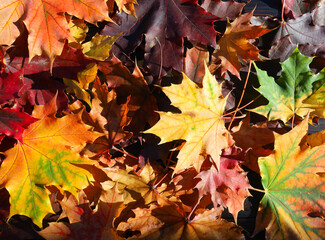 Colorful yellow red fall maple leaves background. Autumn foliage top view. September, October, seasonal design, decoration, texture
