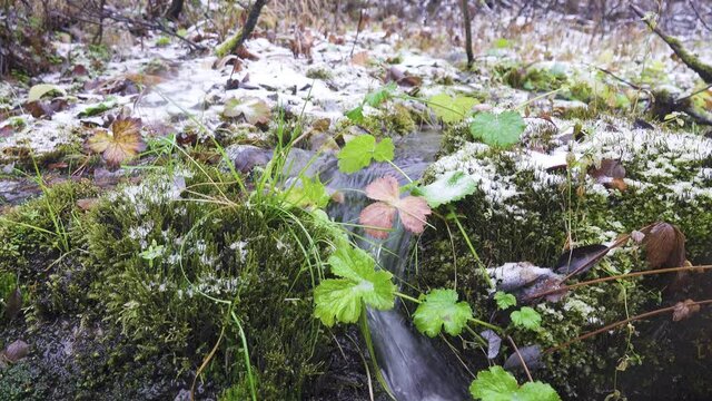 For earth watchers (synphenology). On border of autumn and winter (pre-winter season). Yellow-green foliage and moss are sprinkled with first snow, snow melts and rivulets are formed. Northland