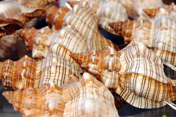 Screw brown seashells in the Nessebar market