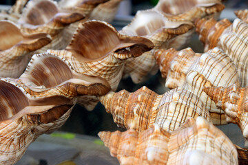 Screw brown seashells in the Nessebar market