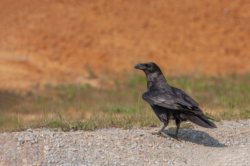 Northern Raven (Corvus corax) walking on a gravel road