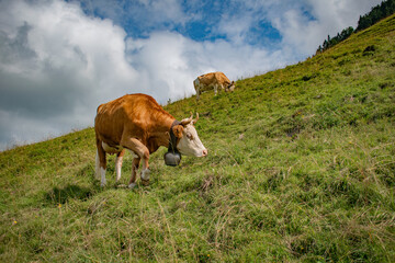 Beautiful swiss cows. Alpine meadows. farm.