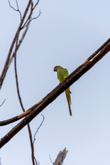 Psittacula krameri pertenece a la familia Psittaculidae